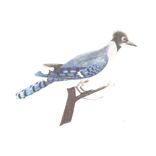 Painting of a Bluejay