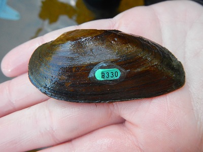 A hand holding a mussel with a green marker on the shell.
