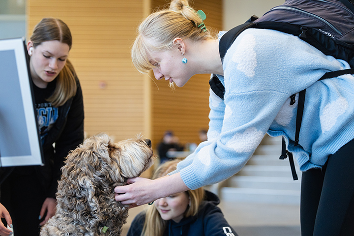 A female college student wearing a gray shirt and black backpack pets a therapy dog. Two other students are in the background.