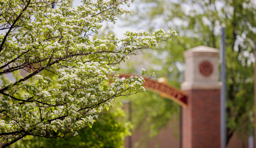 A tree with small white flowers with the Central Michigan University arch in the background.