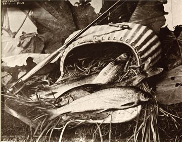 Basket of Fish
