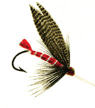 Striped fly