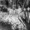 Alma's Gardener: Garden Images (26)