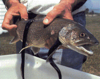 Lampreys on fish