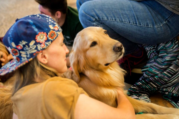 Student petting a golden retriever therapy dog.