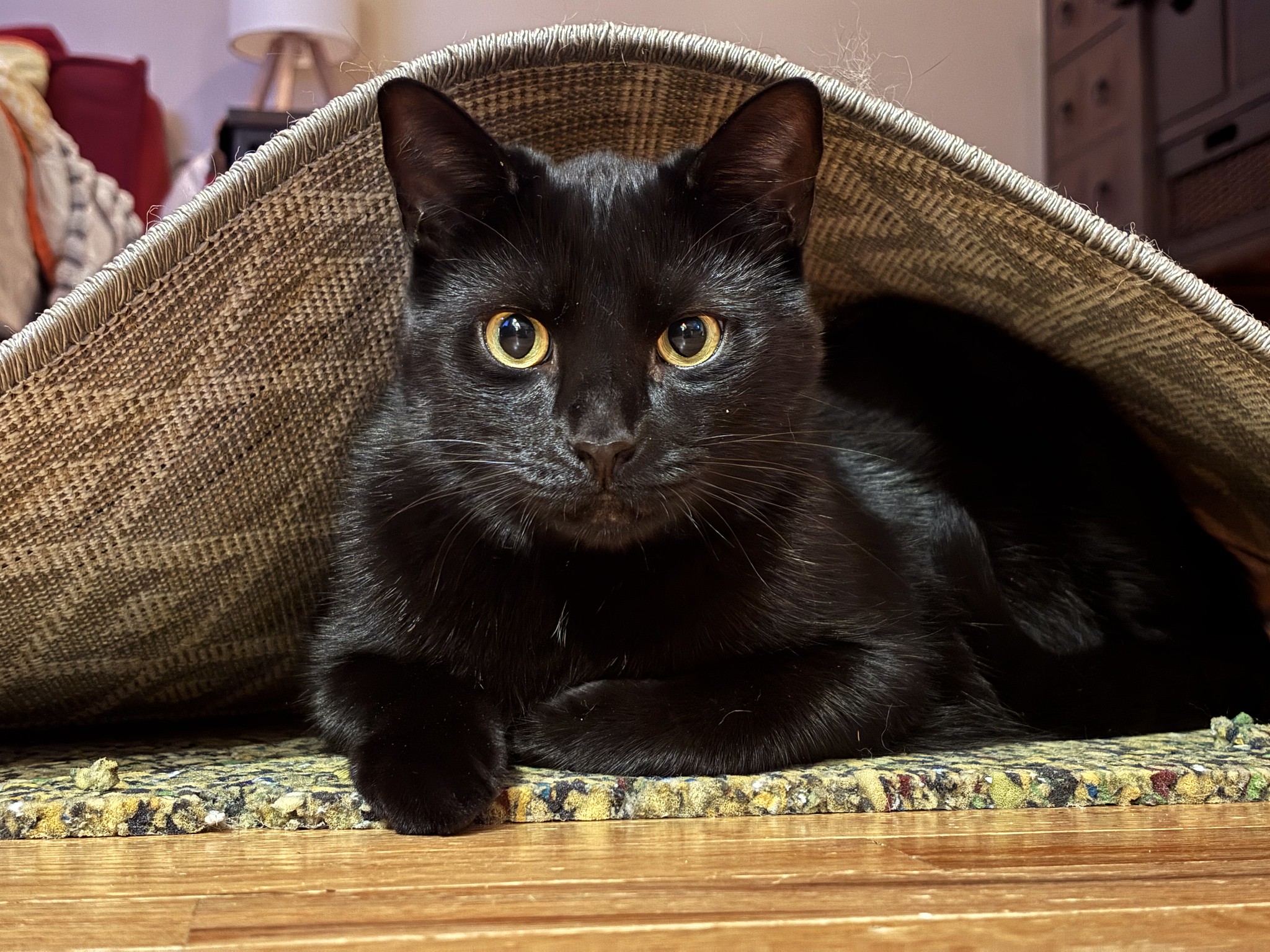 Bear A cat with shiny black fur and yellow eyes lays under a carpet