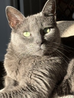 Soft Grey cat with green eyes laying in the sun.
