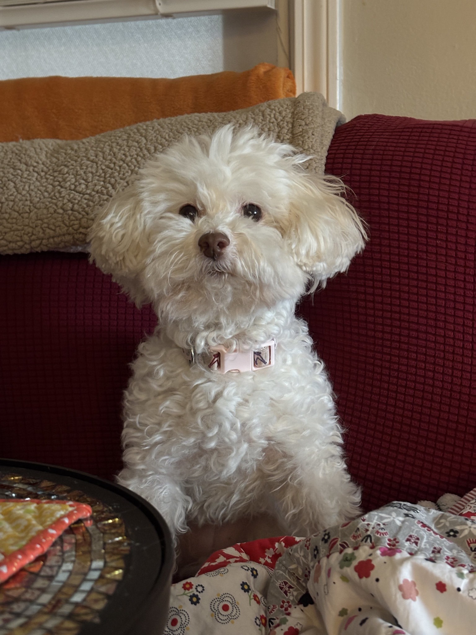 Chloe - Thad Dickinson White fluffy small dog with pink collar