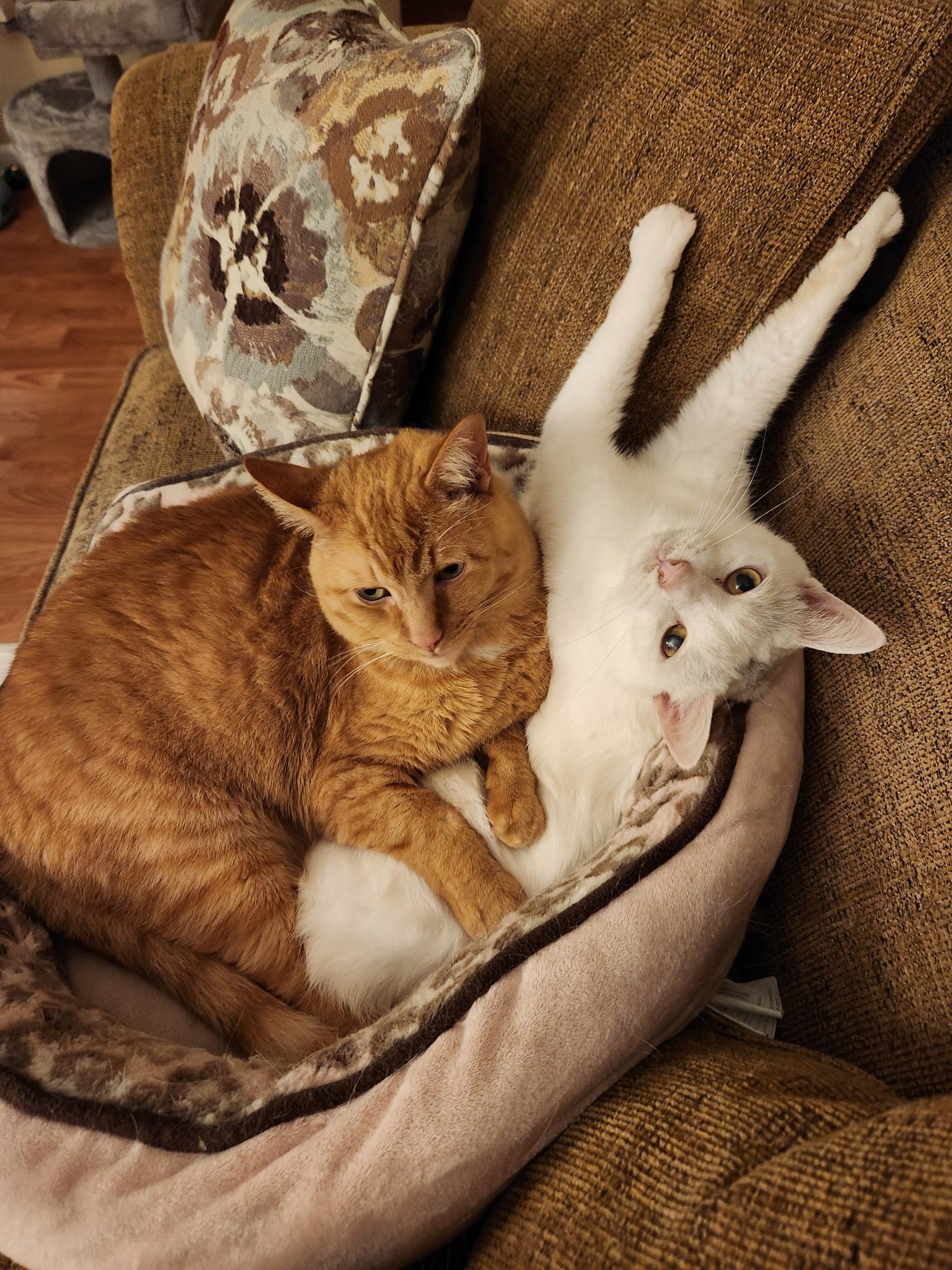 Orange Tabby cat and white cat laying together in a tan pet bed on a brown couch.