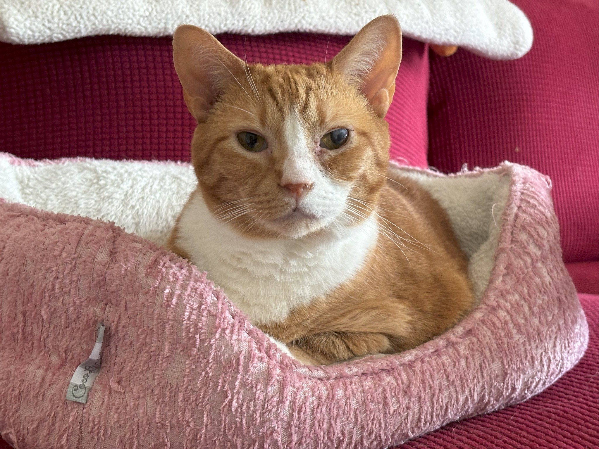 An orange and white tabby cat laying in a pink pet bed on a pink couch.