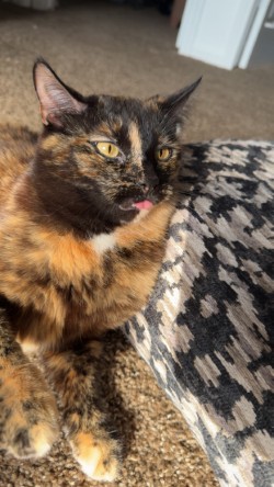 Tortie cat mainly orange and black laying in the sun on the floor.
