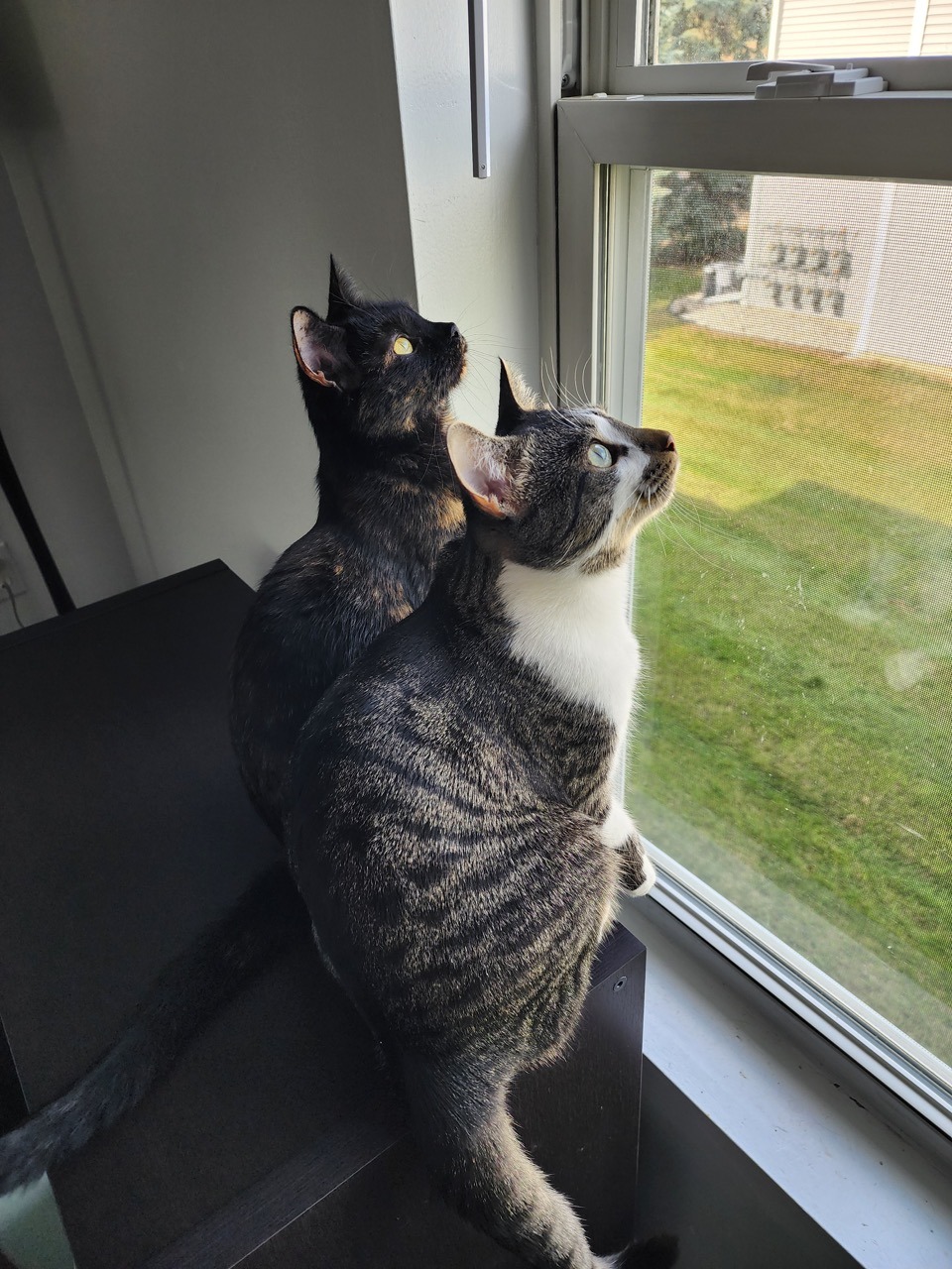 black tortie and white and brown tabby cat sitting on a shelf watching birds outside.
