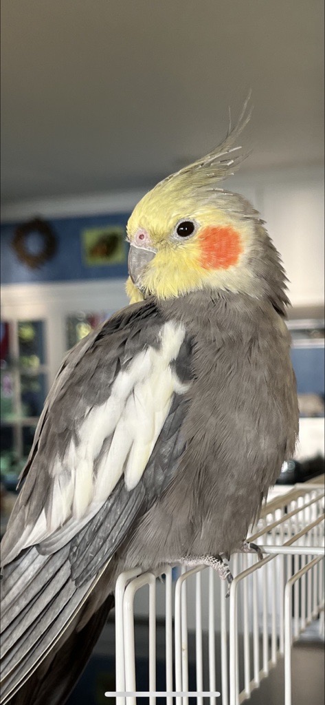Grey yellow and white bird with orange cheek perched on a cage