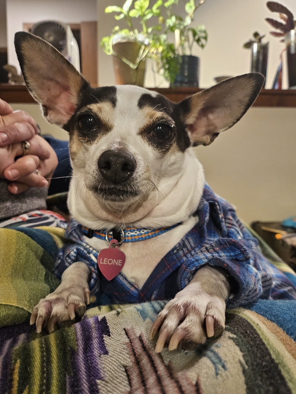 White and brown small dog with long upright ears wearing a blue plaid shirt on a lap.