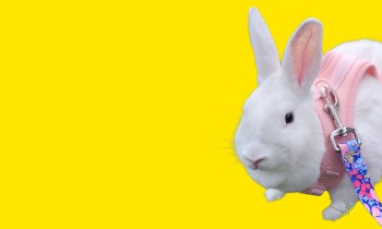 LibPets-1-Blog_Featured Img_350x210