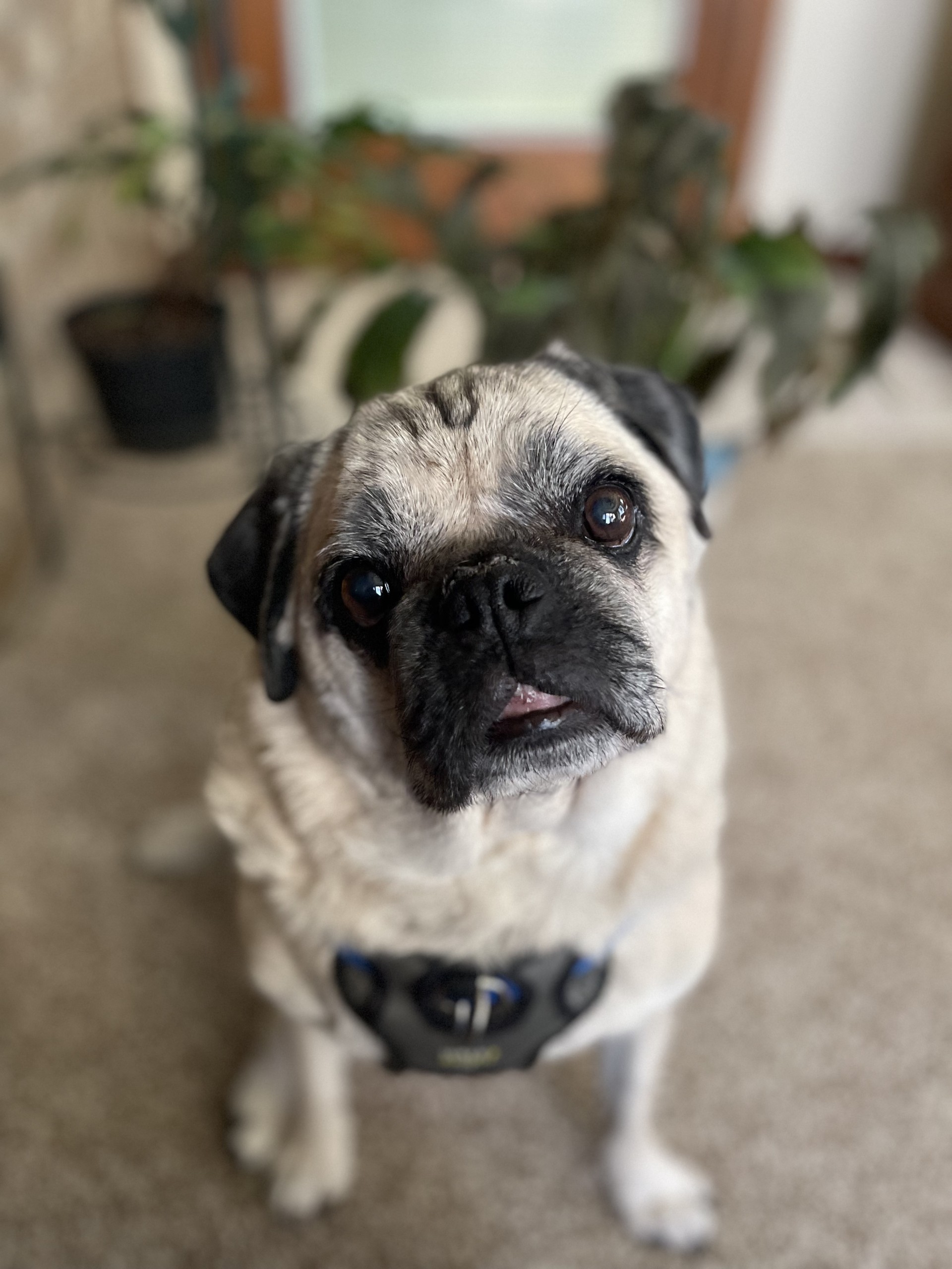 Mason Tan pug-like dog