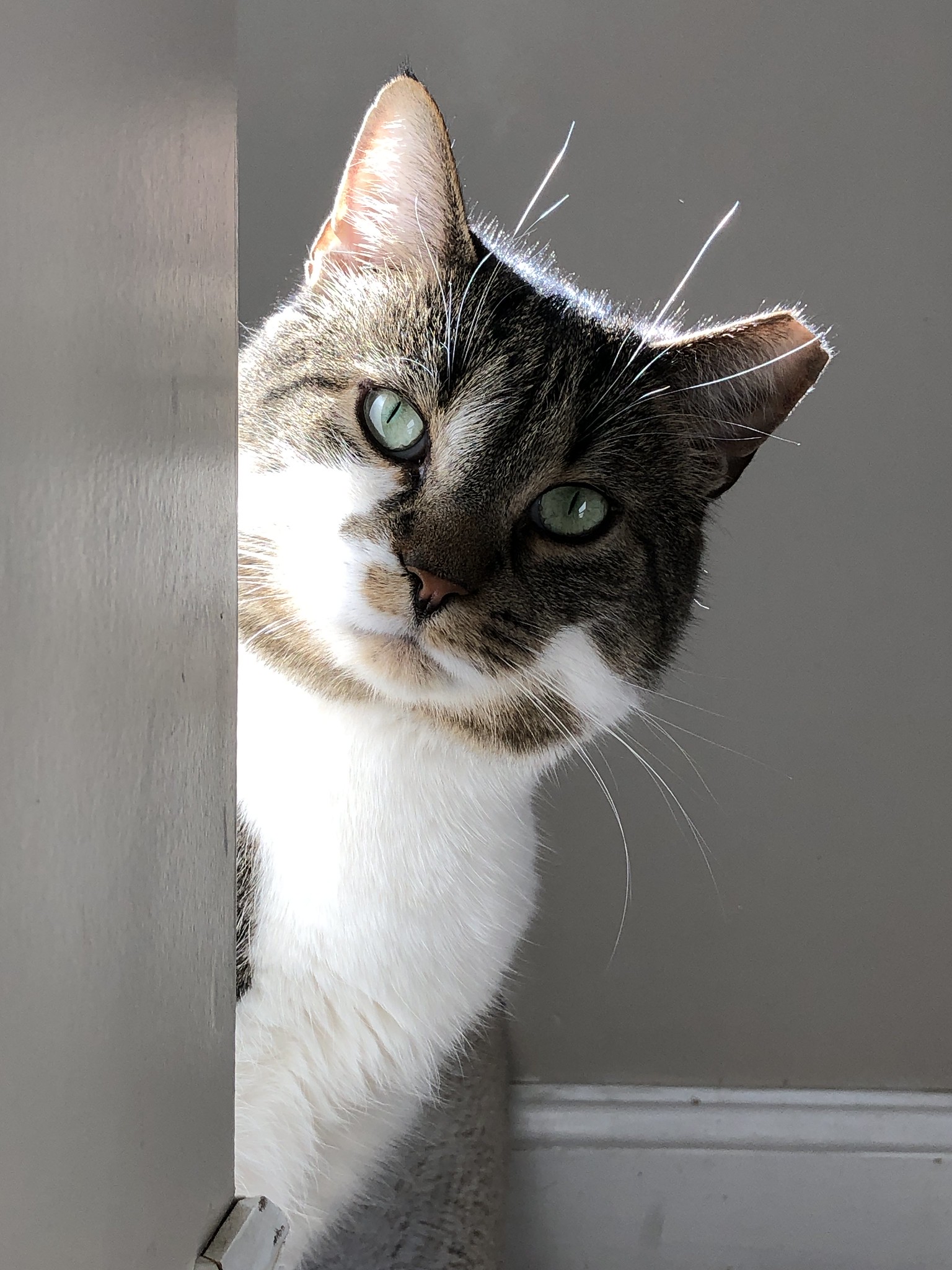 Maxwell Brown tabby cat with large white chest peeking from around a corner