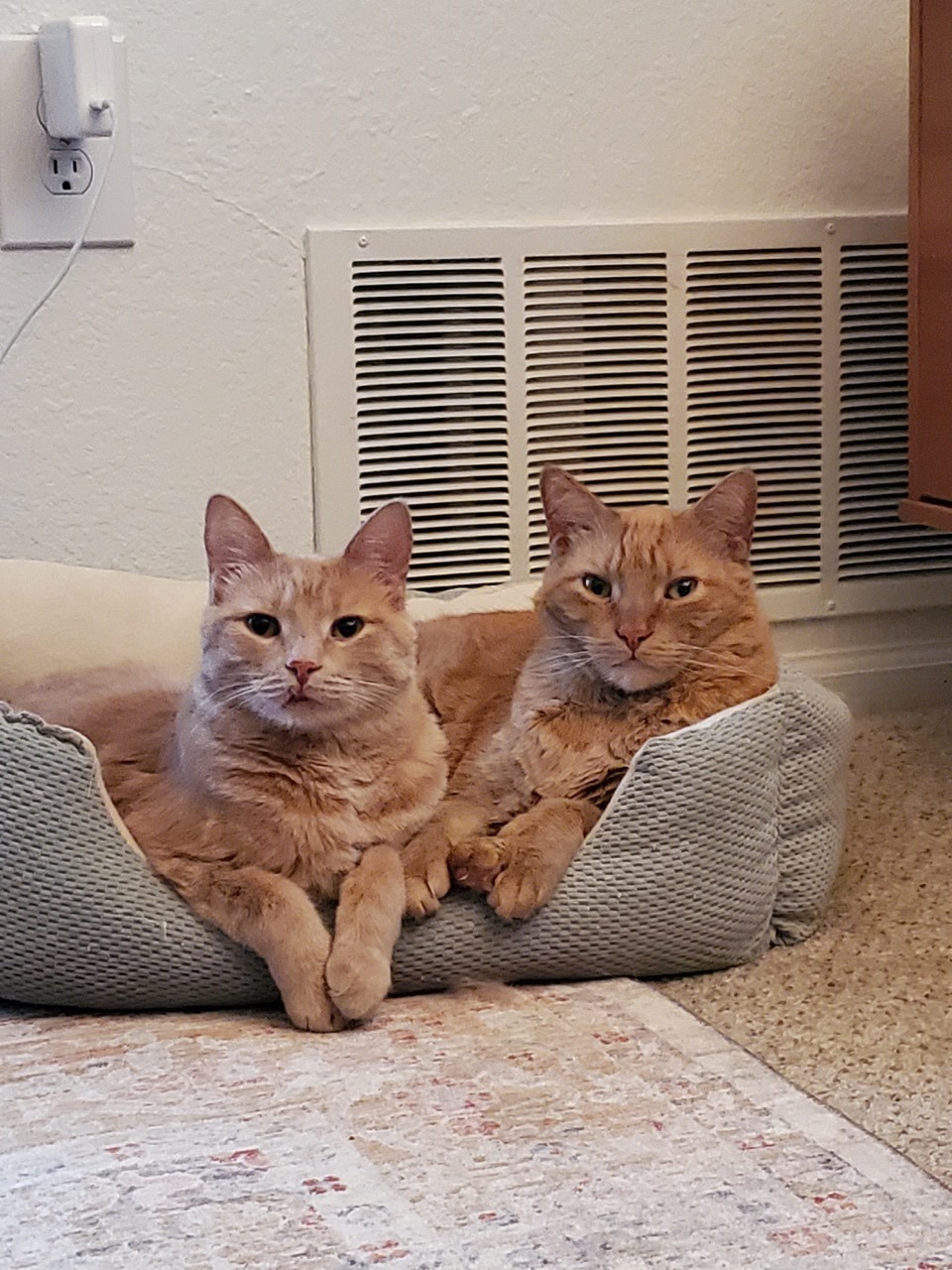 Two orange tabby cats laying in a pet bed together