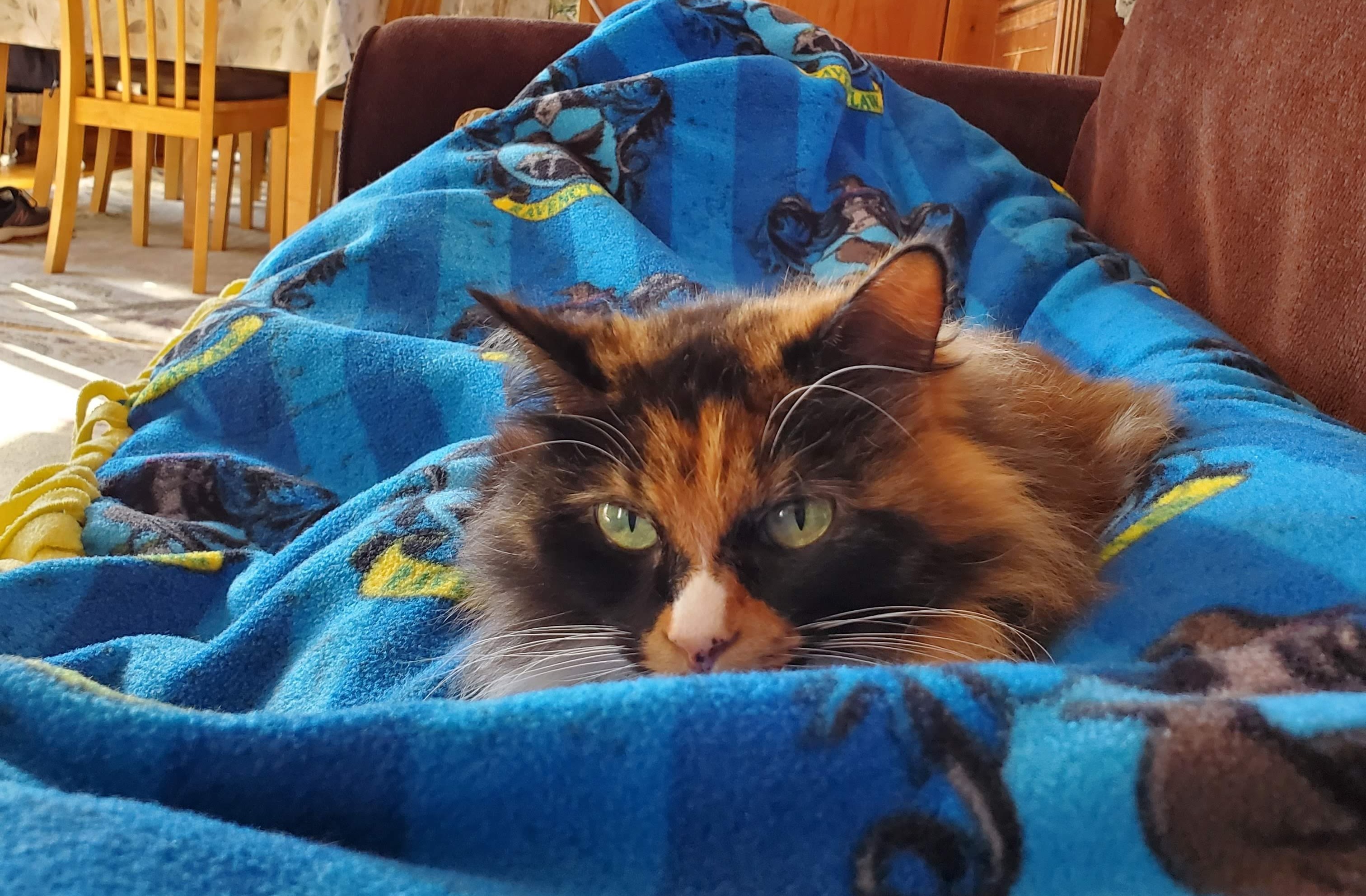 Mittens - Corey Zeneberg