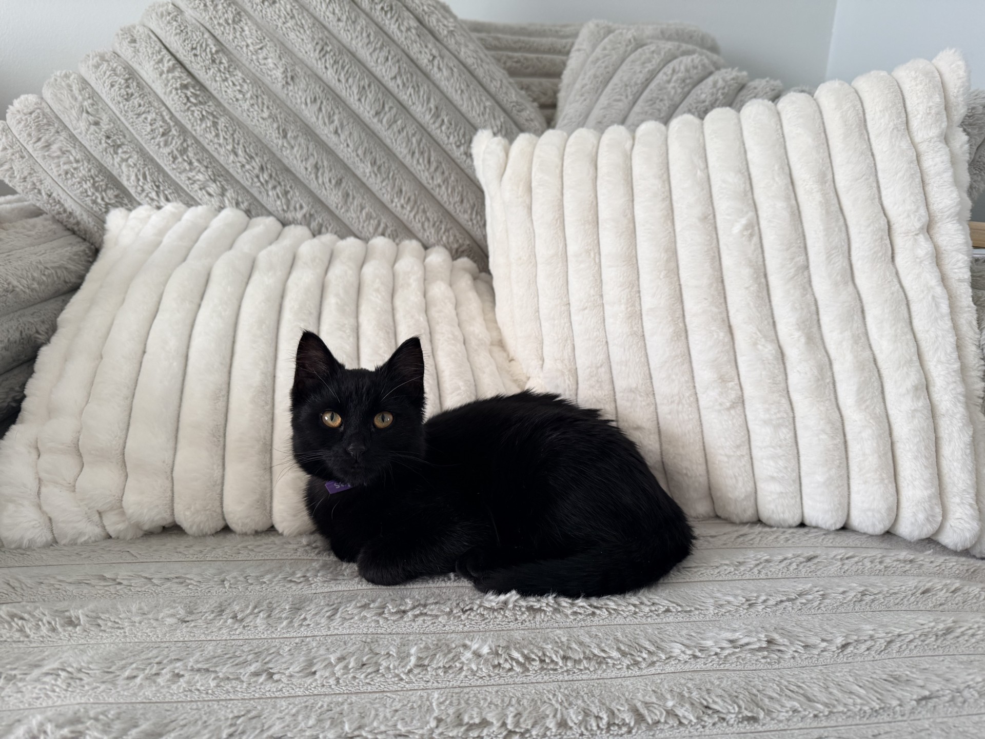 Black cat with orange eyes on a fluffy grey couch
