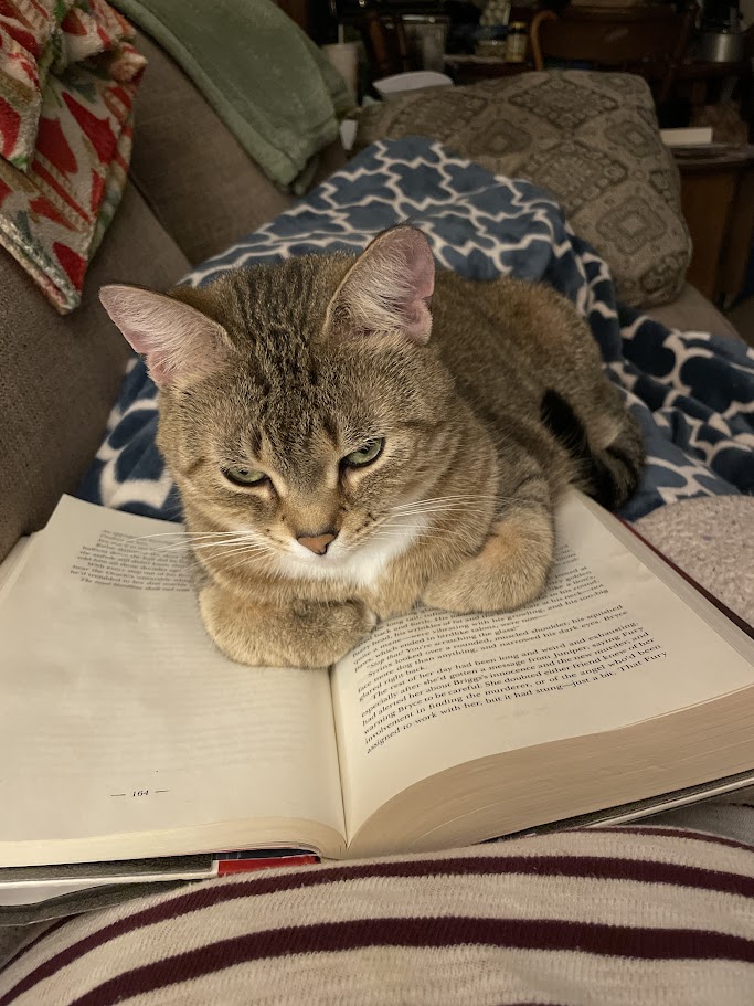 Tan tabby cat with white chest patch laying comfortably on open book