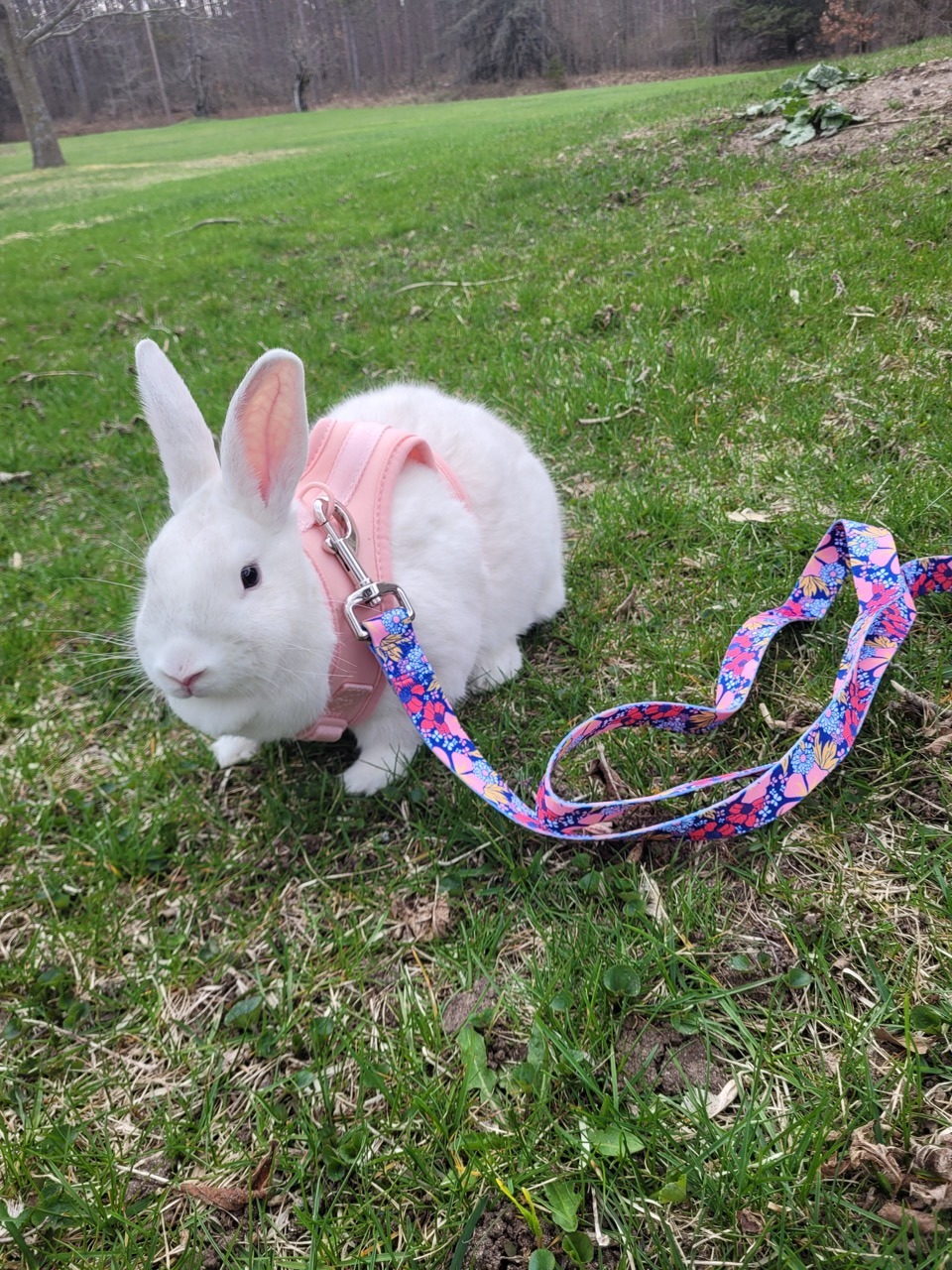 Little white rabbit wearing a pink harness with a floral leash outside on the grass
