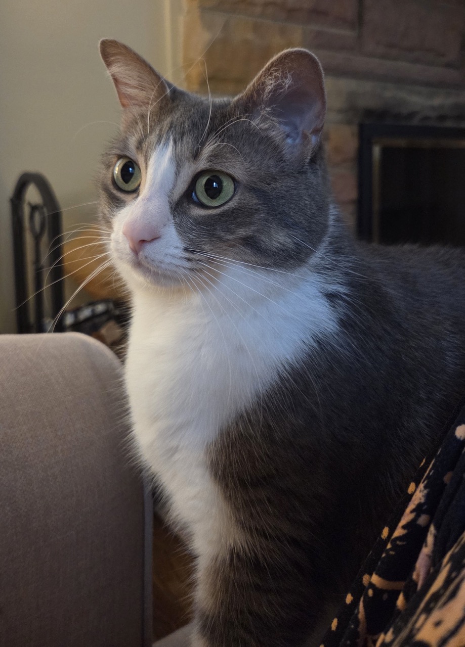 Grey tabby with white face and chest