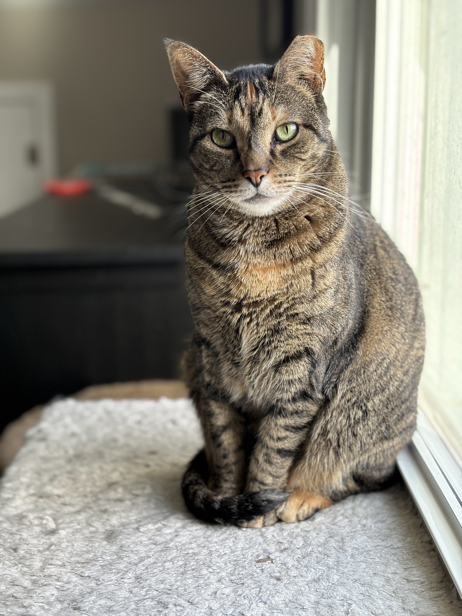 Brown orange and black tabby cat sitting by a window.