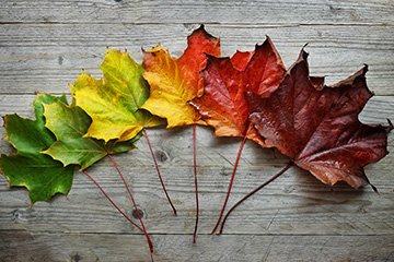 20240410 Transformative Agreement 360x240