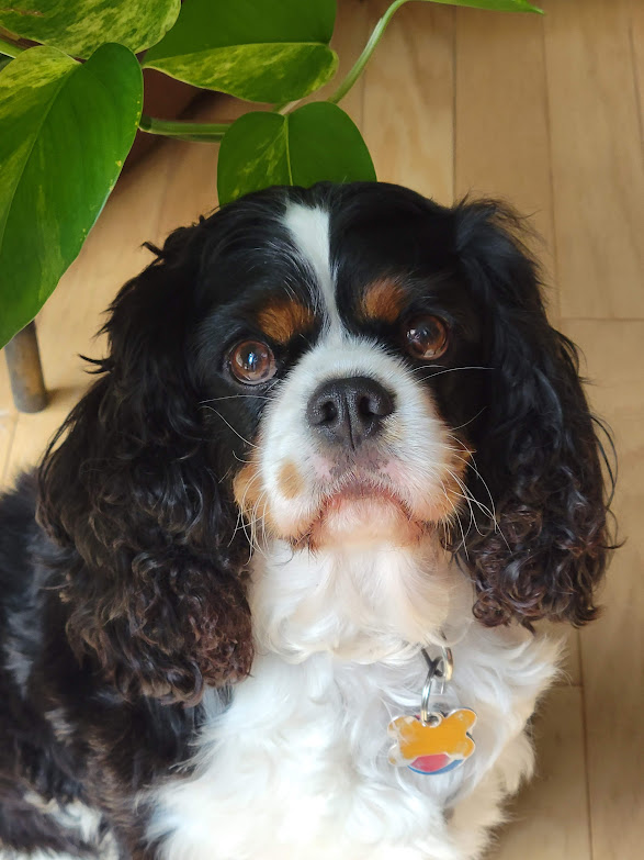 Tanner - Marian King Charles Spaniel in tri color black, brown, and white.