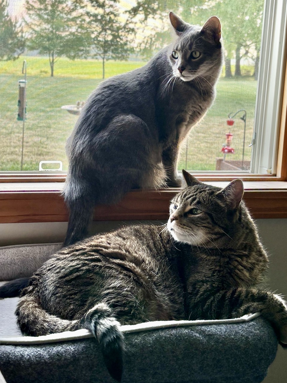 Grey cat sitting on window sill and a brown tabby cat in a window pet bed.
