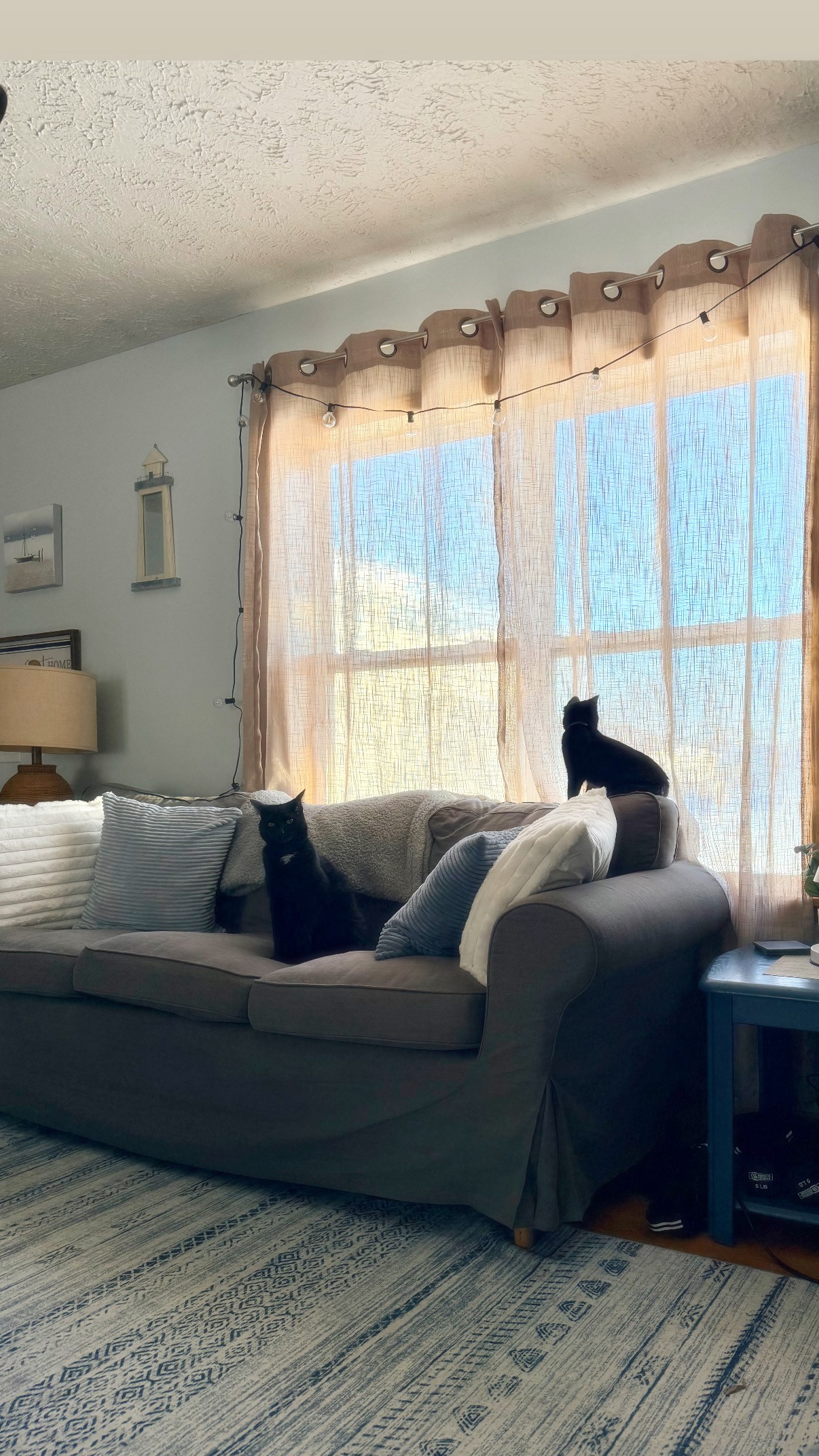 Black Cats sitting on a grey couch.