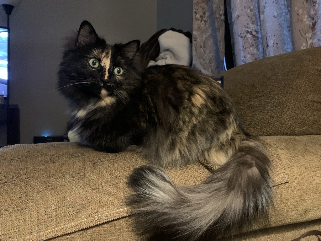 Winnie Long hair tortie cat with oranger face and fluffy tail stripe on brown couch.