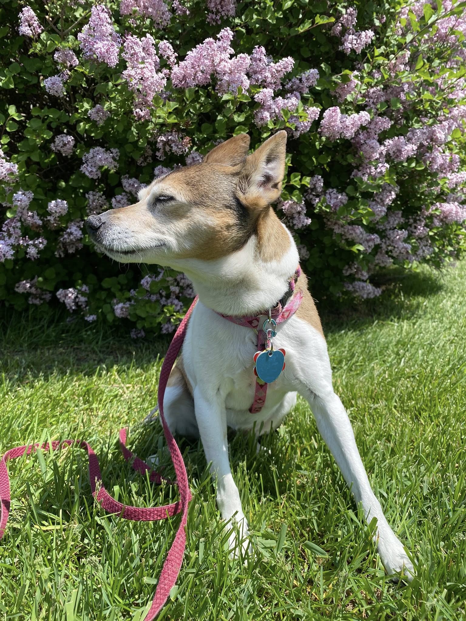 White and brown medium sized dog with pink harness and leash enjoying the outdoor air and green grass.