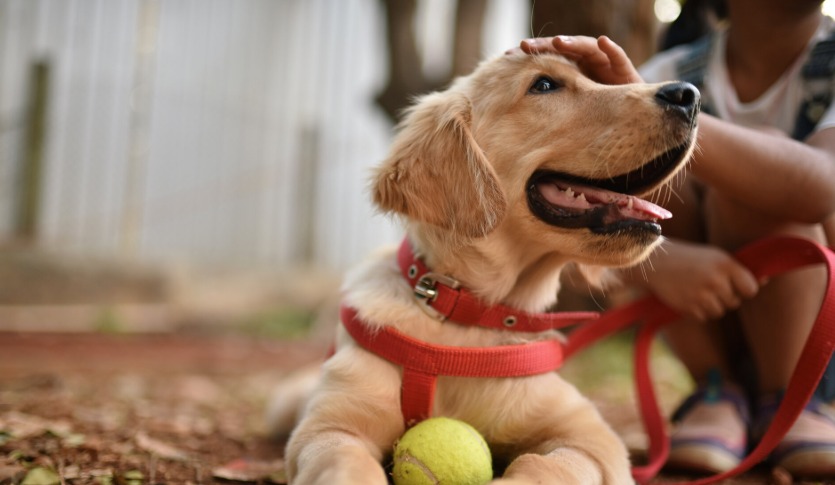 Golden Retriever with a red leash harness is laying on the ground with a tennis ball, being petted by a person.
