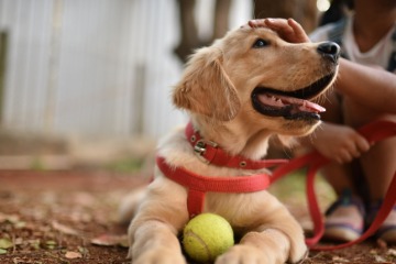 Therapy Dogs at the Park Library