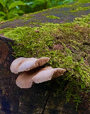 Nature picture from Pierce Cedar Creek Institute