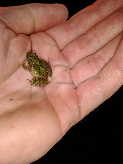 Picture of biology graduate student, Travis Rainey, holding a cricket frog