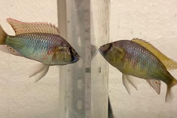A photo of two cichlid fish looking at each other from separate tanks.