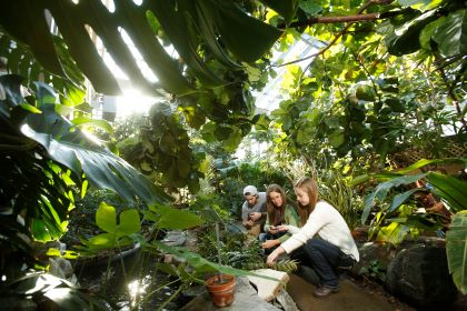 Three people crouch beside a small water feature inside a lush greenhouse filled with large tropical plants and sunlight filtering through the leaves.