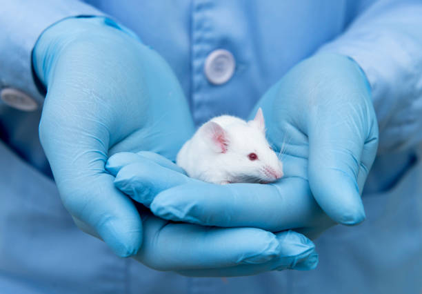 Two hands holding a white mouse.