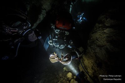 Two people in diving gear searching an underwater cave for fossils.