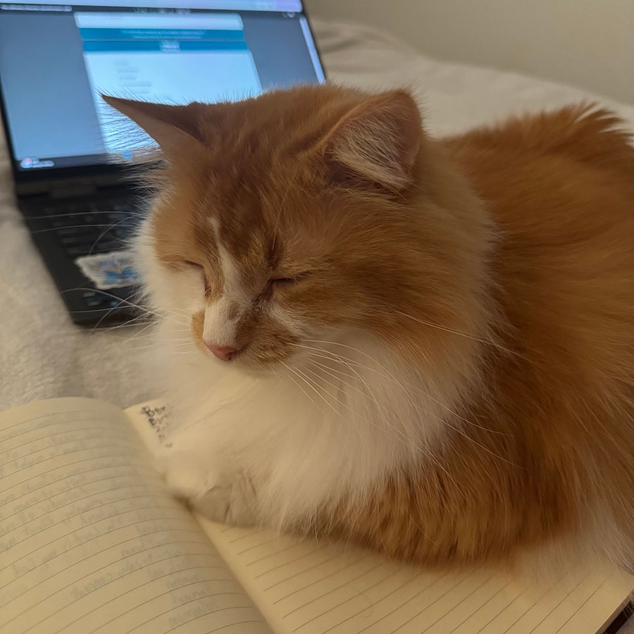 An orange and white long-haired tabby cat naps on a notebook and laptop.