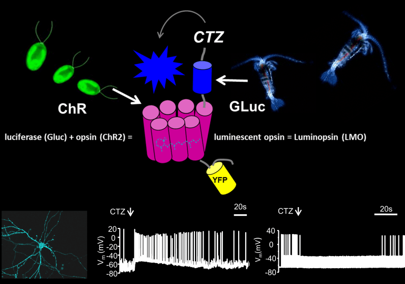 Luminopsins diagram