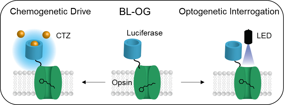 Drawings of different light sources activating light-sensing channels.