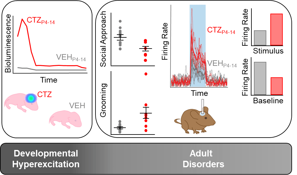 Illustration of how researchers study disease in mice.