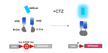 Illustration of bioluminescence applied to altered genetic material.