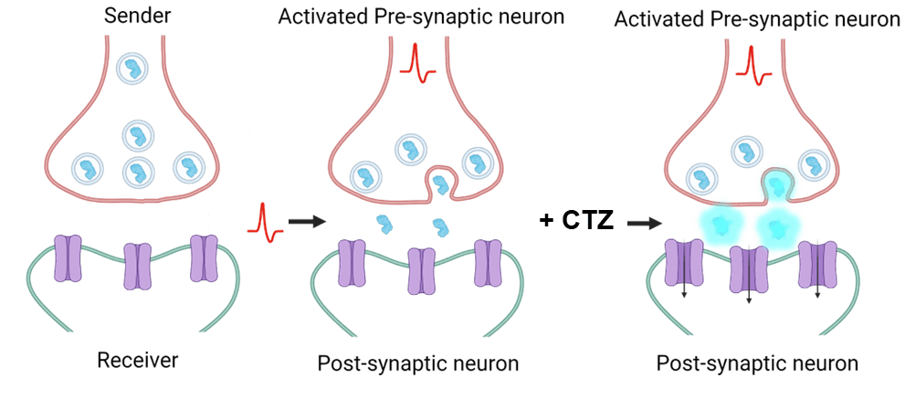 Illustration of one cell talking to another using bioluminescent light.