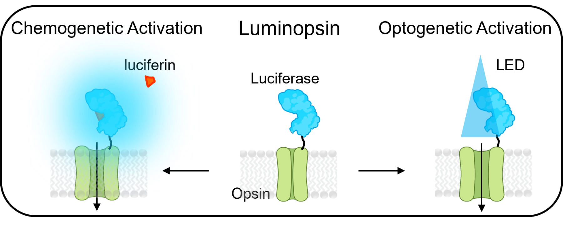 Diagram illustrating a channel on a cell membrane interacting with blue-tinged proteins and small red molecules labeled 