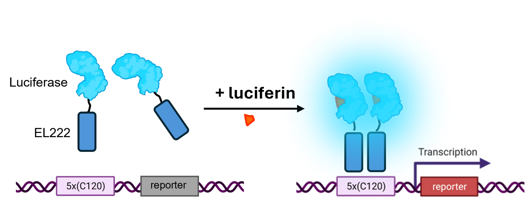 Illustration depicting a transcriptional activation process.  Blue proteins interact with blue rectangles above a pink and grey DNA sequence labeled 